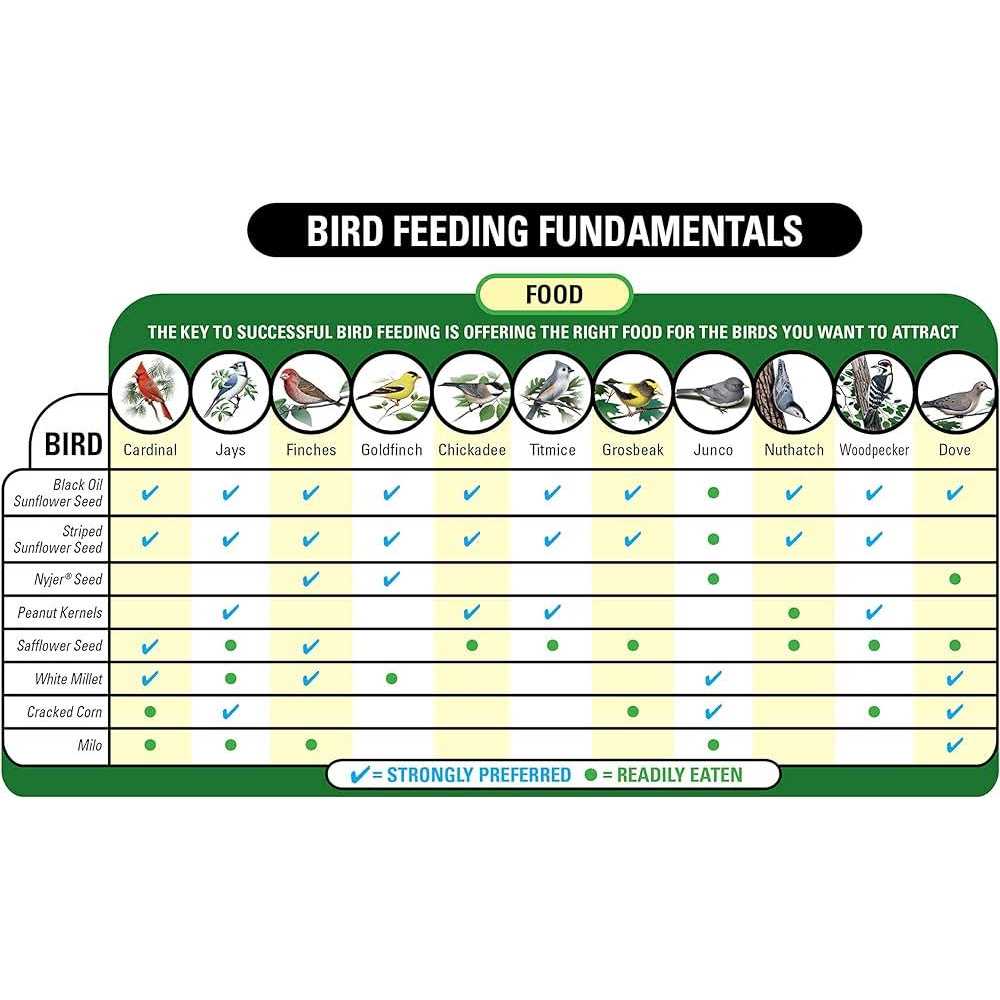 Safflower Seed Wild Bird Food H5873